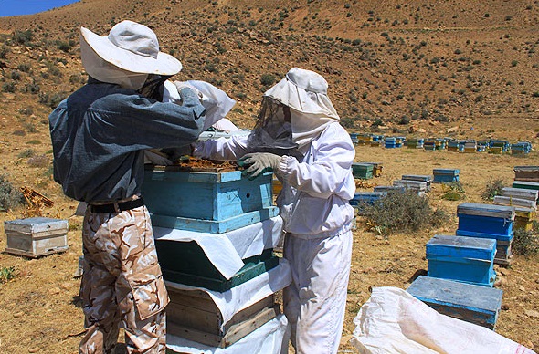 صنعت زنبورداری در ایران
