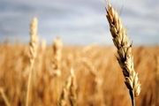 گندم خراسان رضوی با قیمت پایه 7100 ریال در بورس عرضه شد