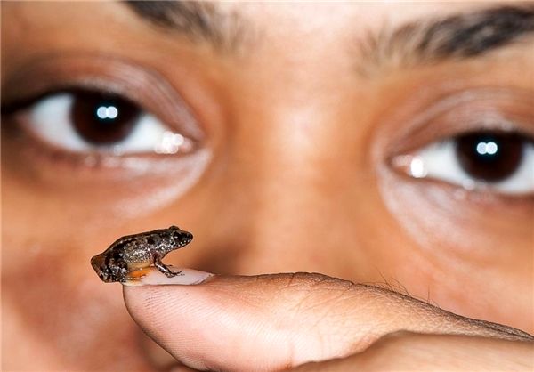 کشف کوچک‌ترین قورباغه‌های جهان در هندوستان