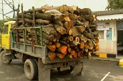 کشف و ضبط 75 اصله انواع چوب قاچاق در صومعه سرا