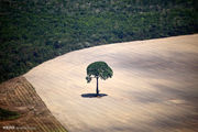 کشت درختان جنگلی در هرمزگان توسعه می یابد