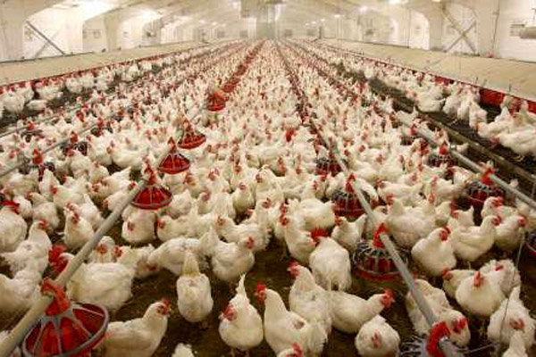 ۴۵۰ واحد مرغداری در استان سمنان فعالیت دارند/ آب دغدغه مرغداران
